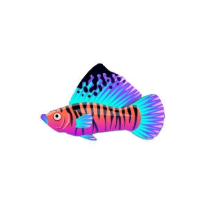 Sapphire Sailfin Molly